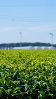 兄です。妹です。
二人合わせてぬくもりめいとシャオレイです🐼

兄🐼だぜ！
俺の妹が「寒い季節になってきたから美味しいお茶飲みたい〜！！！」
っていうんだよ。
だから茨城県に美味しいって有名なお茶見つけに来たんだよ！
松田製茶さんが俺たちとコラボしてくれるて嬉しい話をもらったから
フォローして待っててくれよな！

-————————————————
「ぬくもりめいと」は双子のパンダと
その仲間たちで楽しくわちゃわちゃしています。
オリジナルグッズもあるよ！
＠nukumor_meito
-————————————————