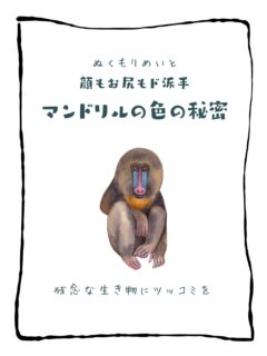 兄です。妹です。
二人合わせてぬくもりめいとシャオレイです🐼

今日の投稿は「顔もお尻もド派手　マンドリルの色の秘密」をお送りします。

妹🐼です♪
モテるためには色もデザインも大事✨
ファッションやコスメと一緒ね💞

-————————————————
「ぬくもりめいと」は双子のパンダと
その仲間たちで楽しくわちゃわちゃしています。
オリジナルグッズもあるよ！
＠nukumor_meito
-————————————————