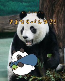 兄です。妹です。
二人合わせてぬくもりめいとシャオレイです🐼

今日の投稿は「さよならパンダ」をお送りします。

妹🐼です♪
上野から実家へお引越ししちゃったね。
ちょっと寂しいけど、私たちはみんなのそばにいるから
安心してね♪

-————————————————
「ぬくもりめいと」は双子のパンダと
その仲間たちで楽しくわちゃわちゃしています。
オリジナルグッズもあるよ！
＠nukumor_meito
-————————————————